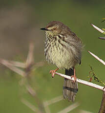 Prinia du Karroo