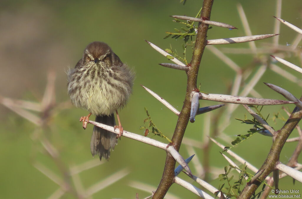 Prinia du Karrooadulte