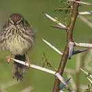 Prinia du Karroo