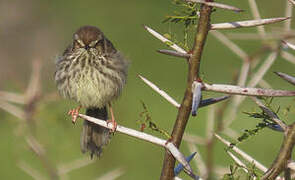 Karoo Prinia