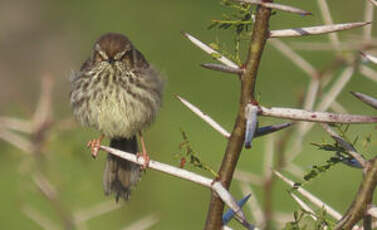 Prinia du Karroo