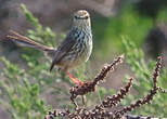 Prinia du Karroo