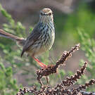 Prinia du Karroo