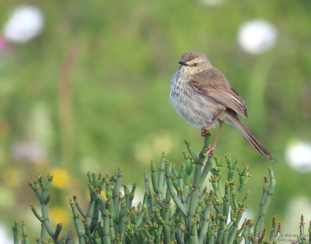 Prinia du Karrooadulte