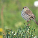 Prinia du Karroo