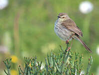 Prinia du Karroo