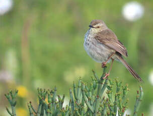 Prinia du Karroo