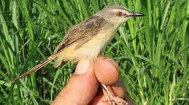 Prinia modeste