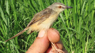 Tawny-flanked Prinia