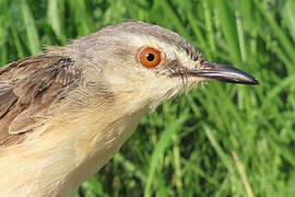 Tawny-flanked Prinia