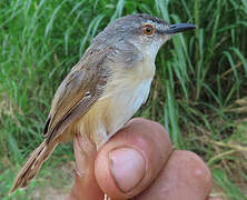 Tawny-flanked Prinia
