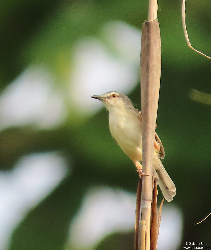Prinia modesteadulte