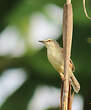 Prinia modeste