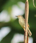Prinia modeste