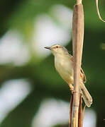 Tawny-flanked Prinia
