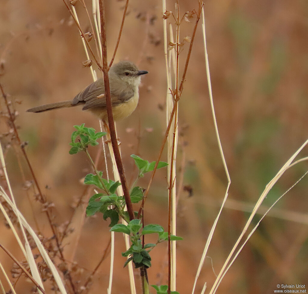 Prinia modesteadulte