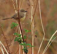Tawny-flanked Prinia
