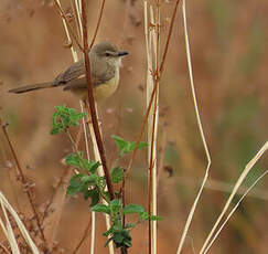 Prinia modeste