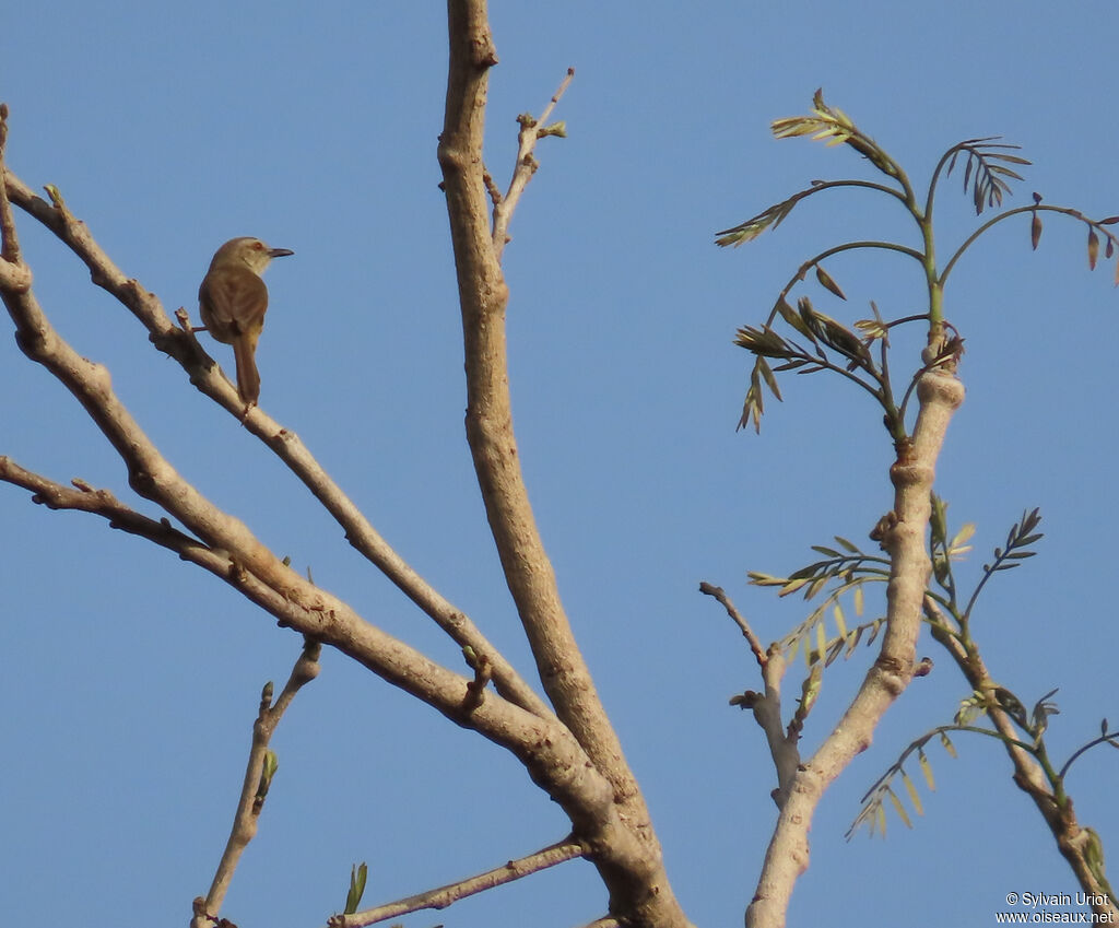 Prinia modesteadulte