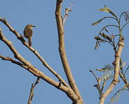 Prinia modeste