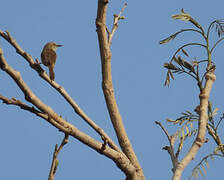 Tawny-flanked Prinia