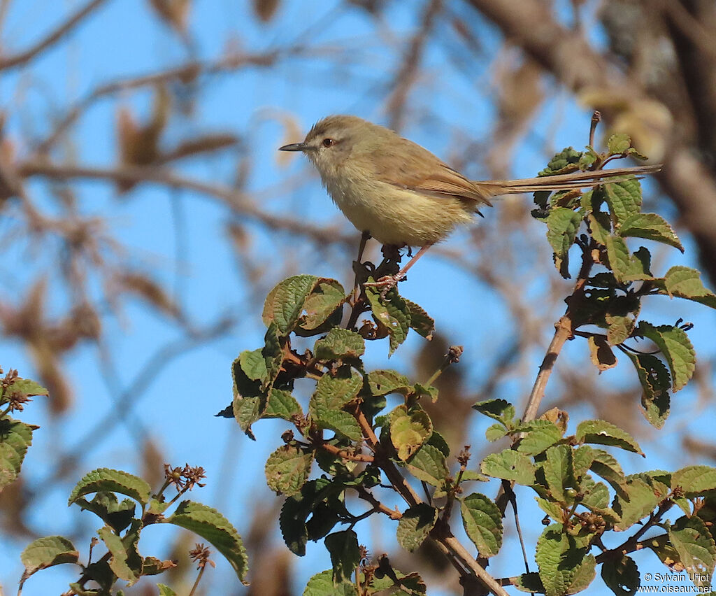 Prinia modesteadulte