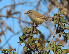 Tawny-flanked Prinia