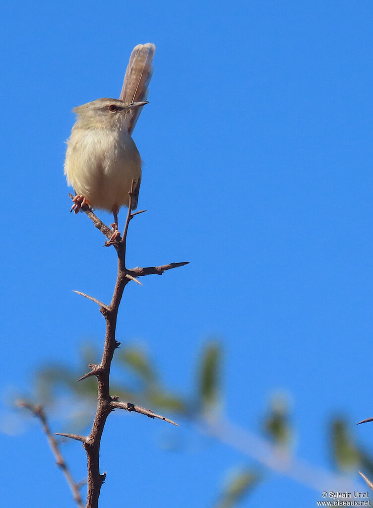 Prinia modesteadulte