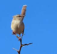 Tawny-flanked Prinia