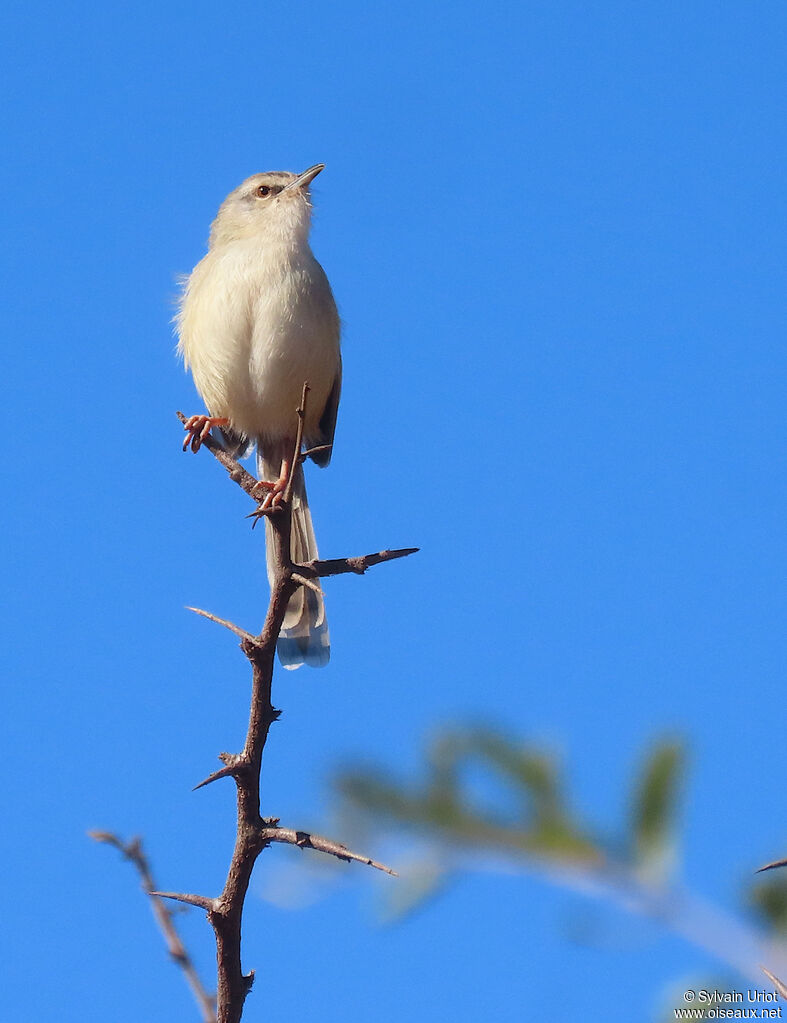 Prinia modesteadulte