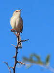 Prinia modeste