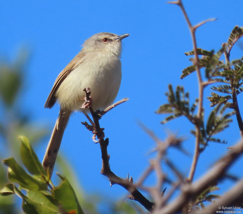 Prinia modesteadulte