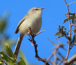 Prinia modeste