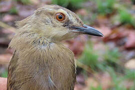 Tawny-flanked Prinia