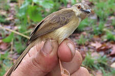 Prinia modeste