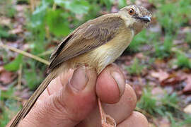 Tawny-flanked Prinia