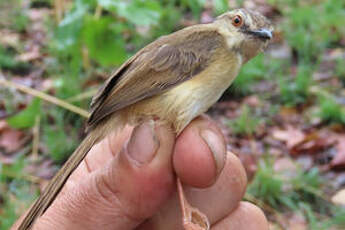 Prinia modeste