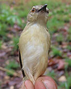 Tawny-flanked Prinia