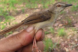Tawny-flanked Prinia