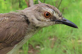 Tawny-flanked Prinia