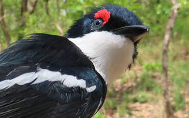 Pririt à collier