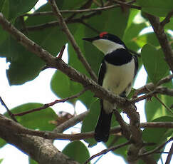 Pririt à collier