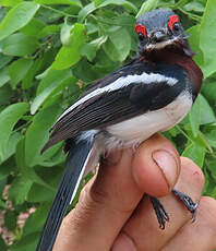 Pririt à collier