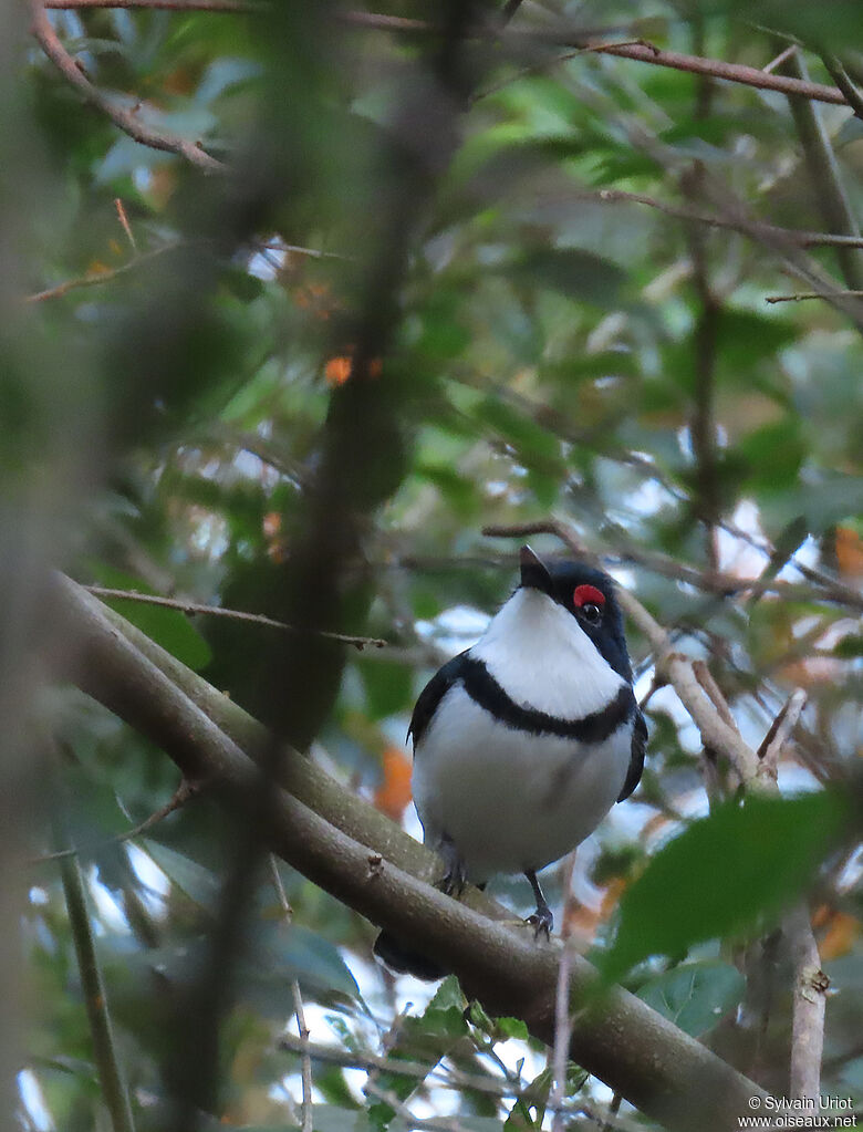 Black-throated Wattle-eye male adult