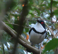 Black-throated Wattle-eye