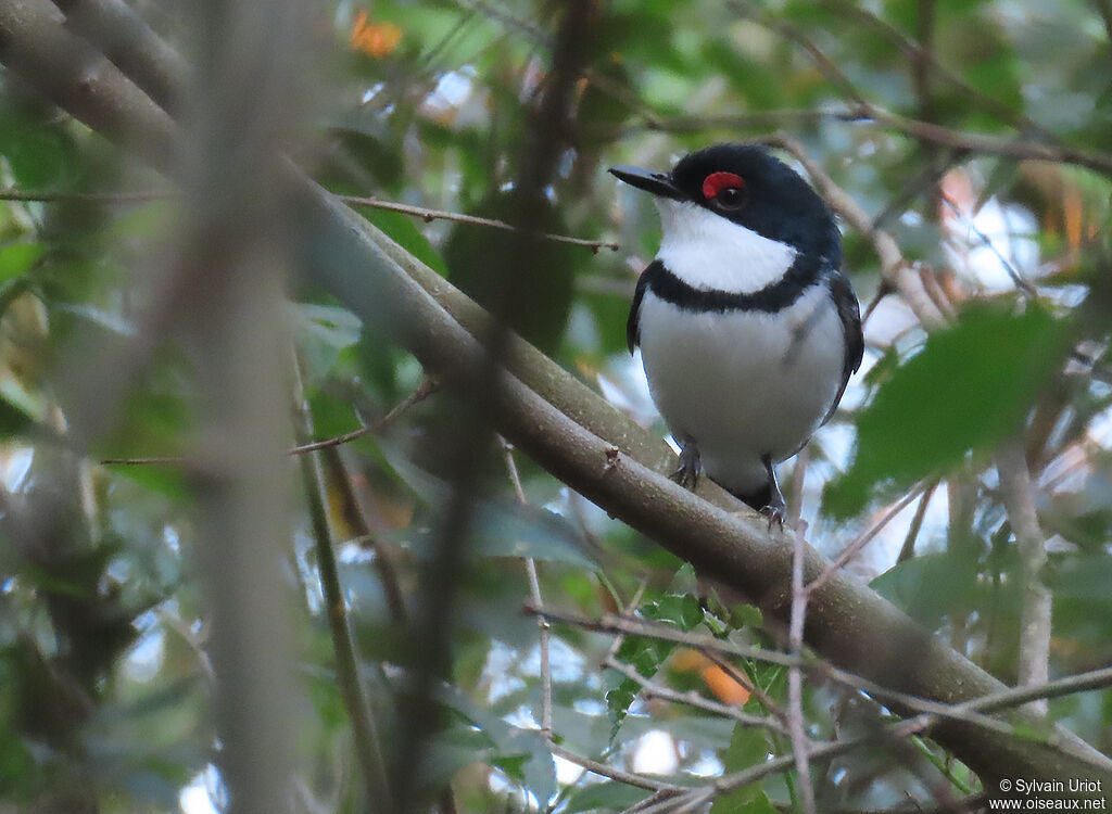 Black-throated Wattle-eye male adult