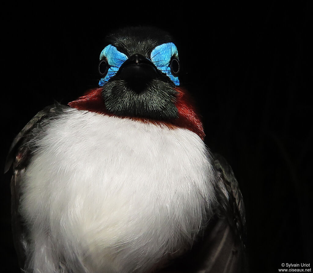 Red-cheeked Wattle-eye male adult