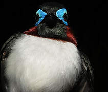 Red-cheeked Wattle-eye