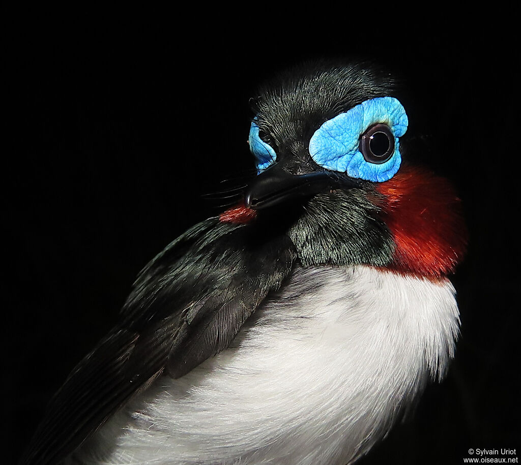 Red-cheeked Wattle-eye male adult