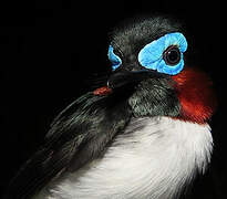 Red-cheeked Wattle-eye